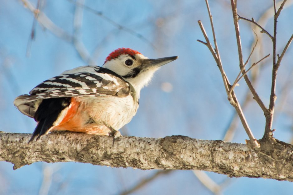 Разновидность Дятлов