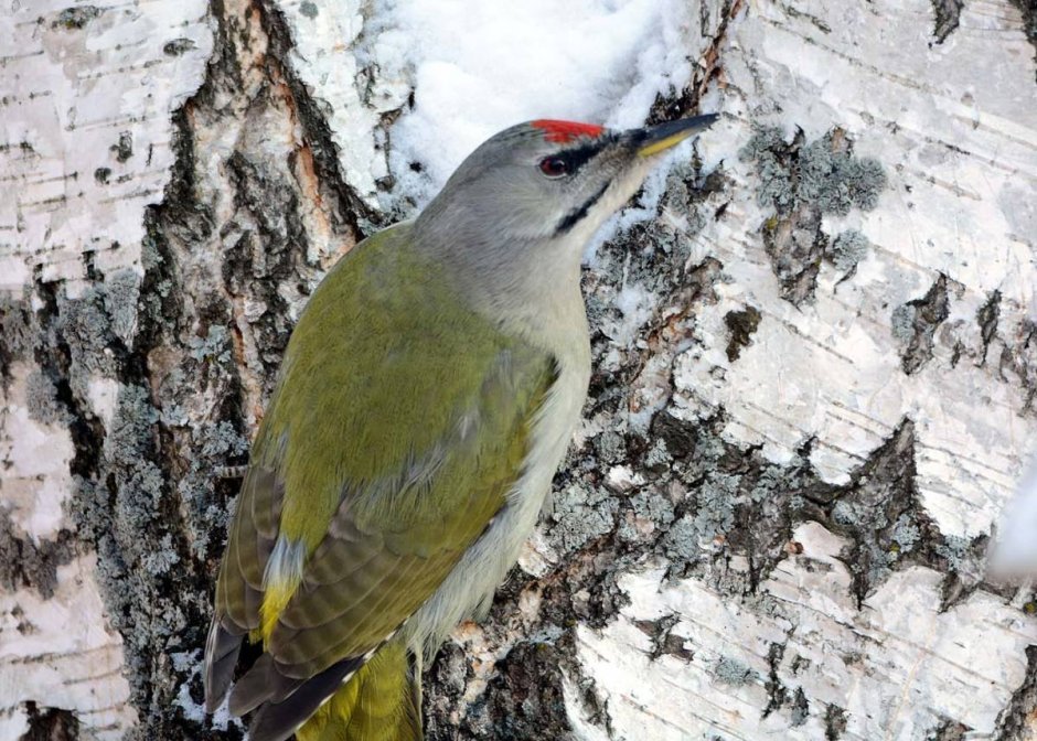 Большой пестрый дятел Иркутск