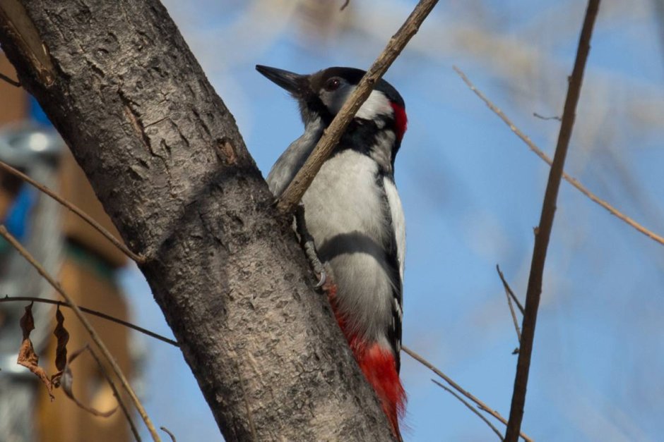 Уссурийский пестрый дятел