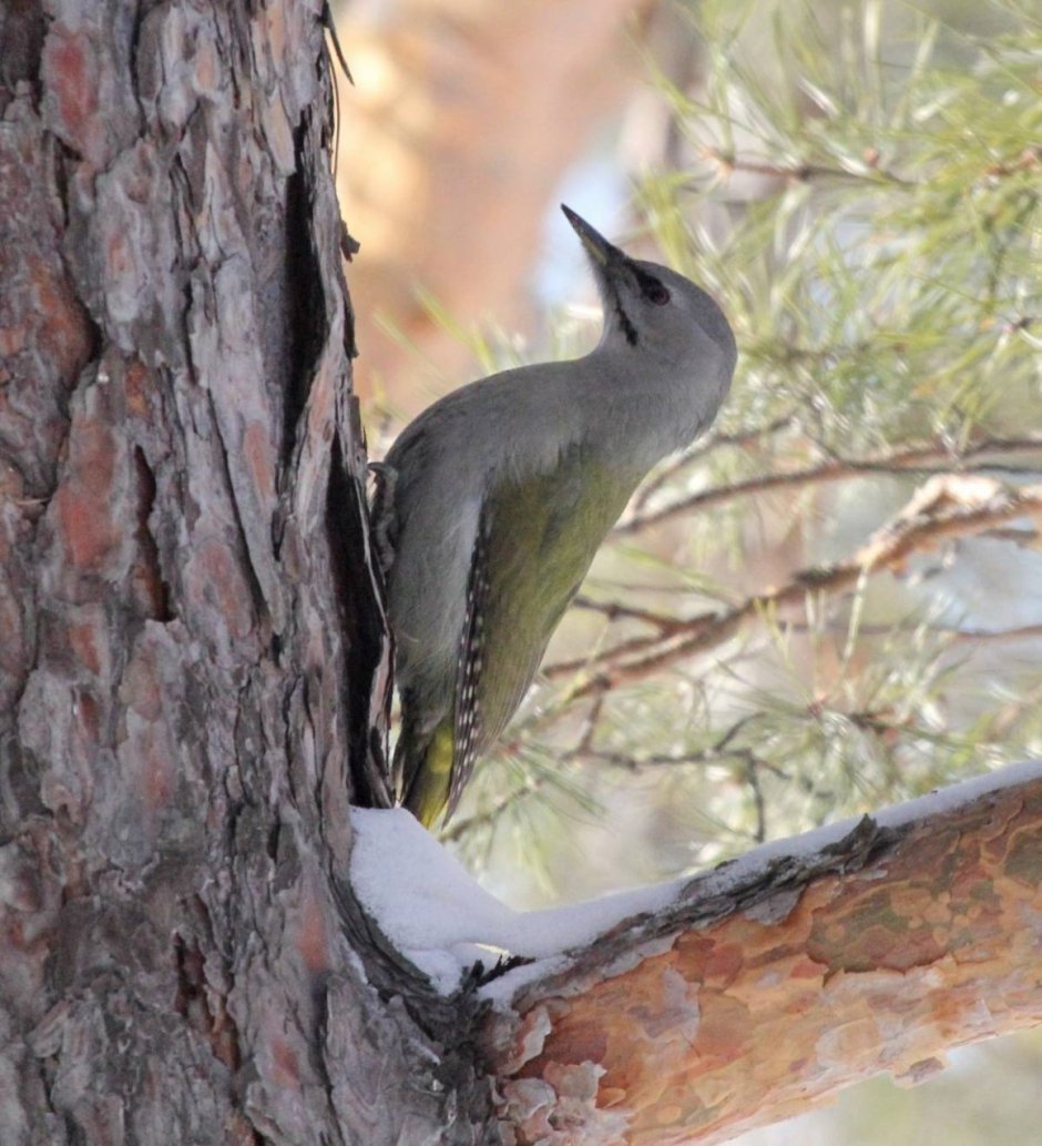Седой дятел (Picus canus)