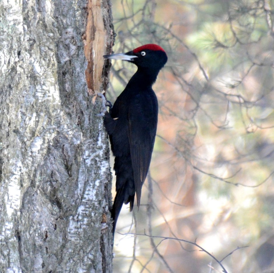 Седой дятел