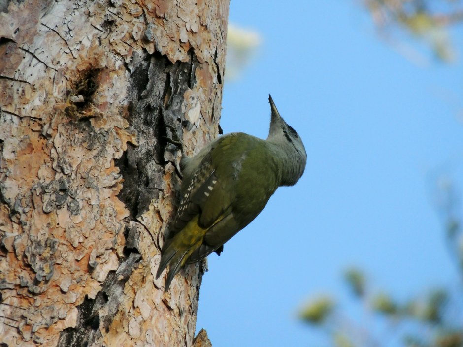 Белоспинный дятел Перелетная птица или нет