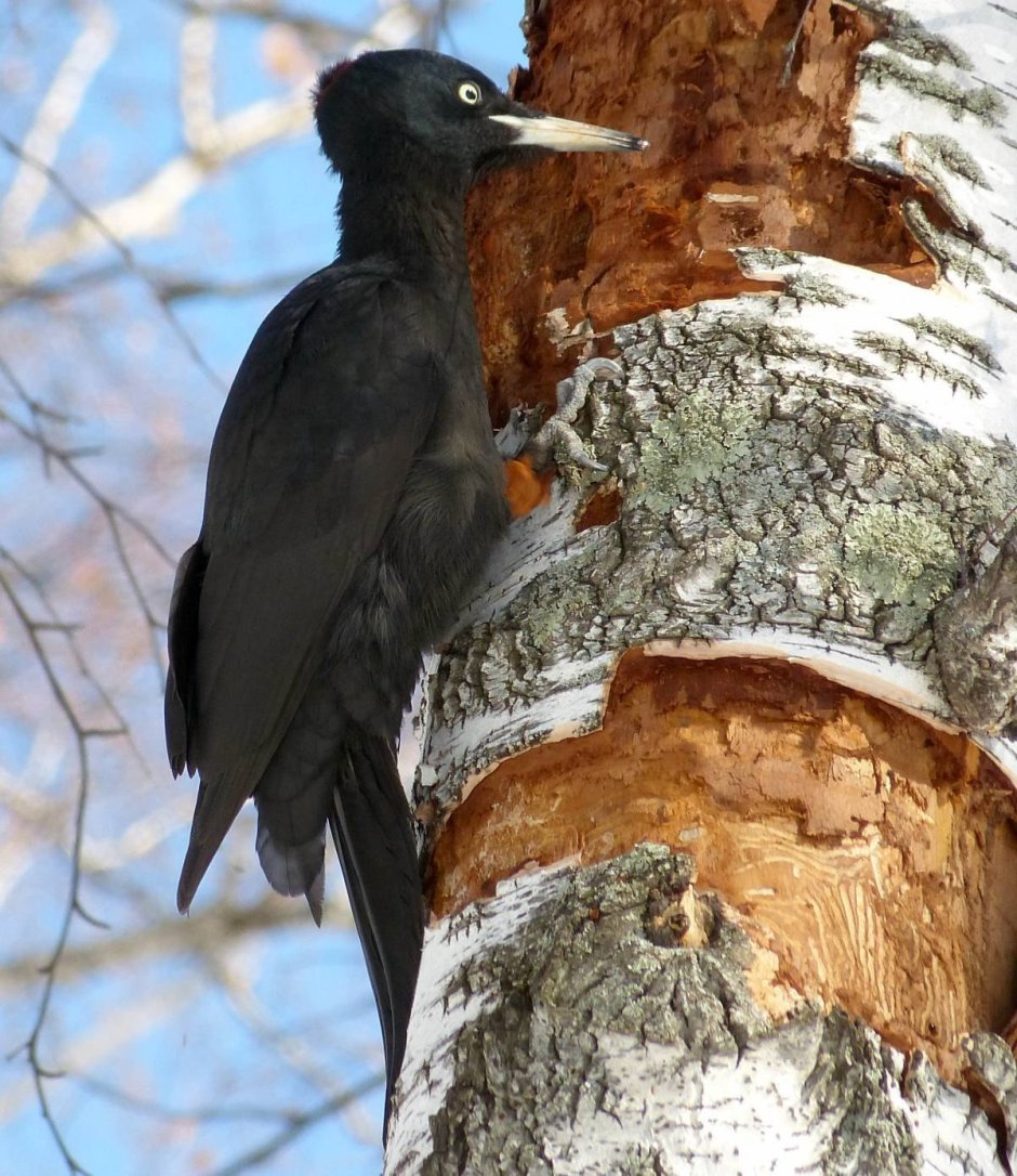 Дятлы Сибири