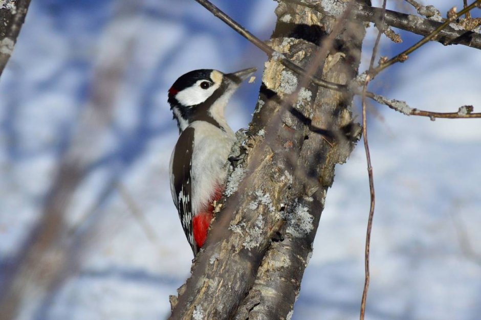Встреча птиц
