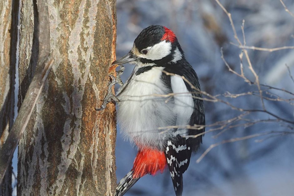 Дятлы Восточной Сибири