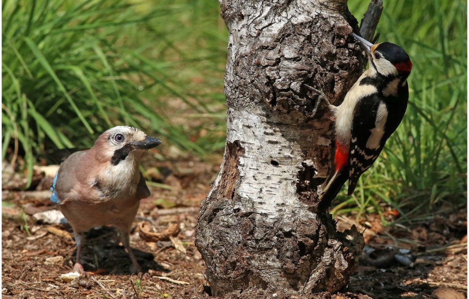 Сибирский дятел зеленый