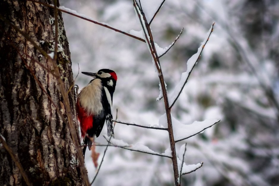 Седой дятел Сибири птицы