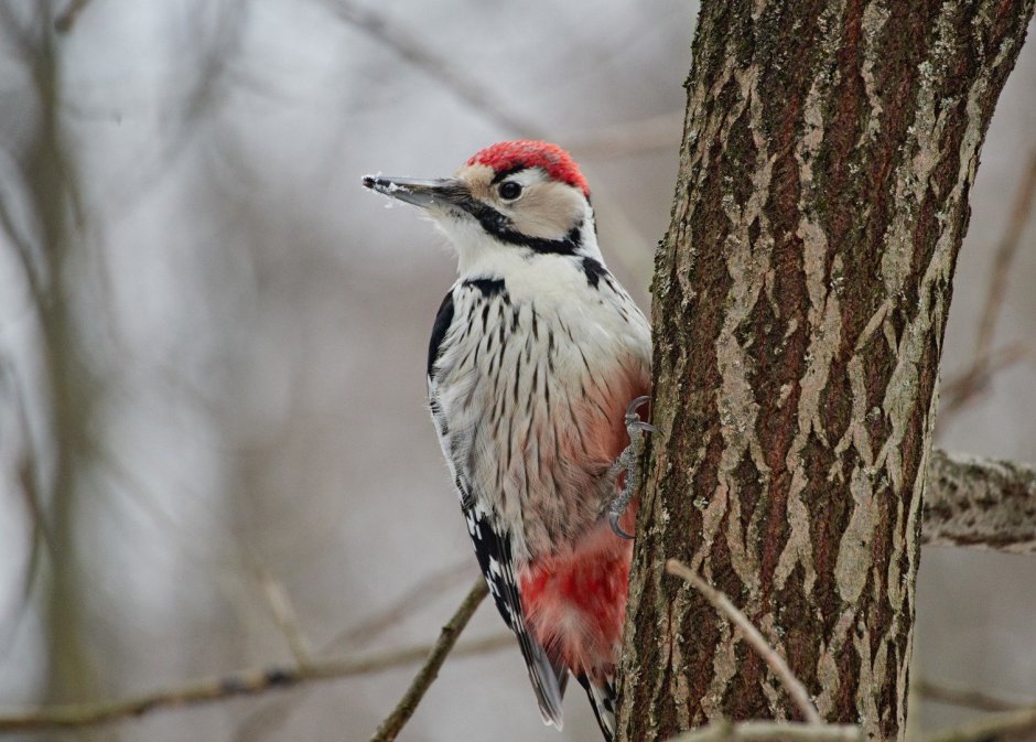 Птицы Кузбасса дятел