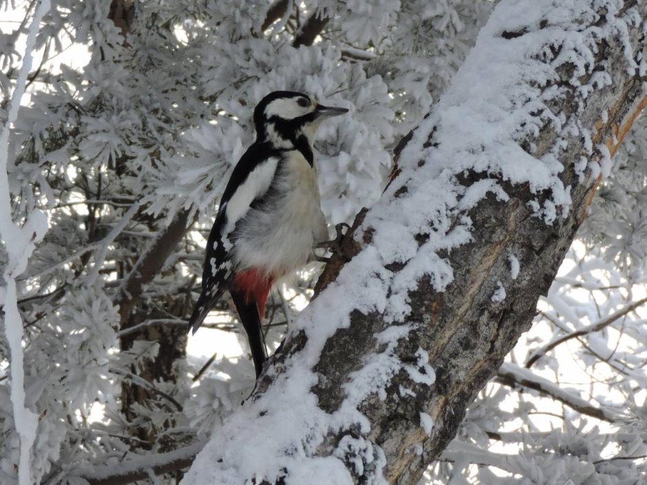 Дятел из красной книги