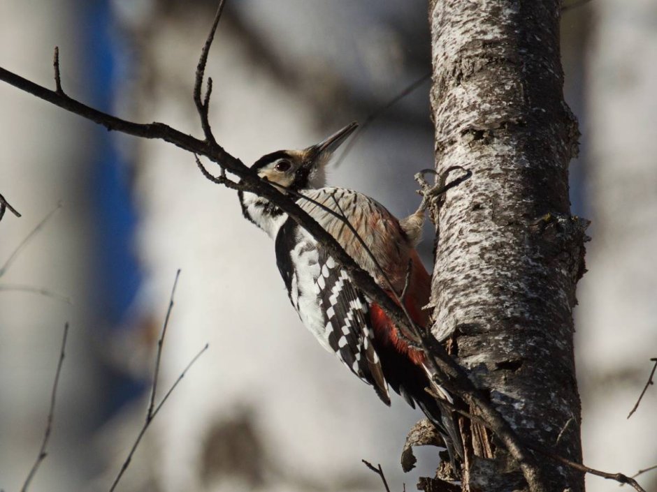 Разновидность Дятлов