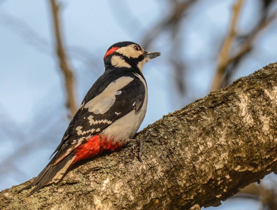 Дятлы обитающие в Западной Сибири