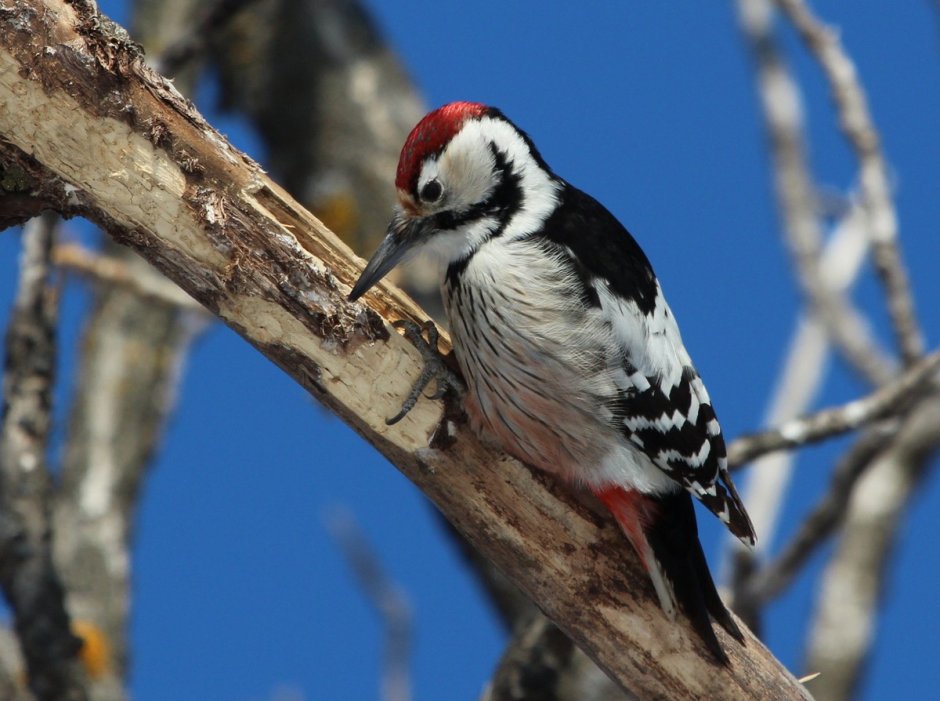 Птицы Карелии Кедровка