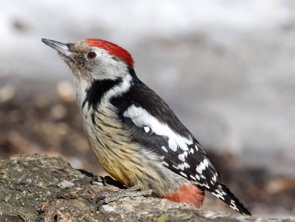 Большой пёстрый дятел Dendrocopos Major