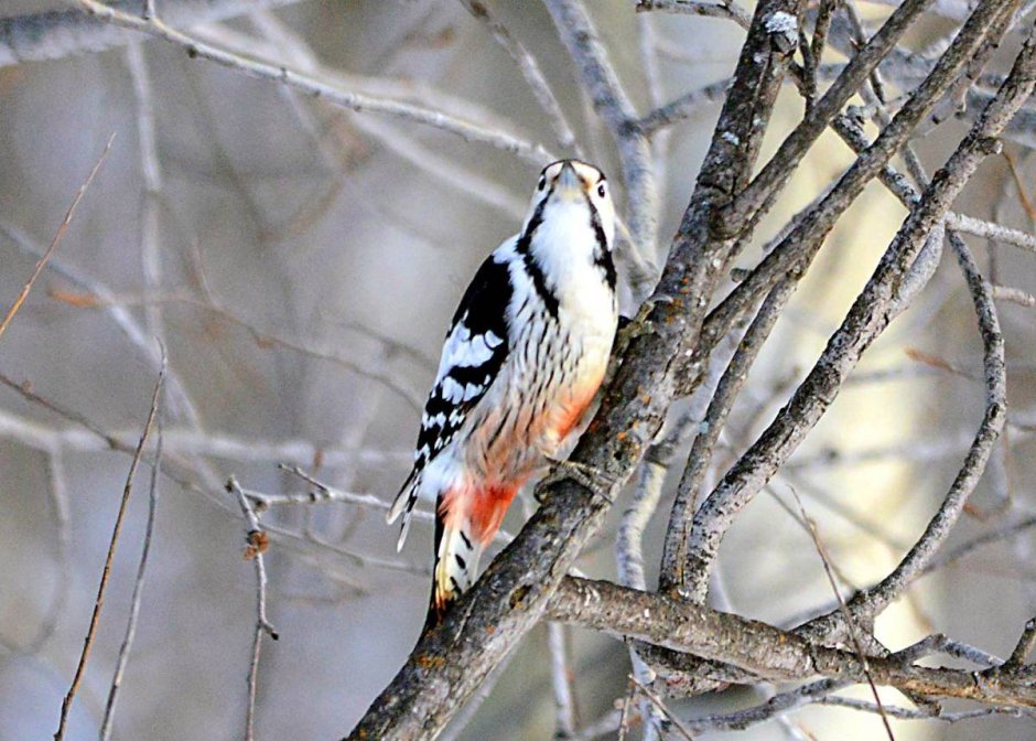 Дятлы Западной Сибири