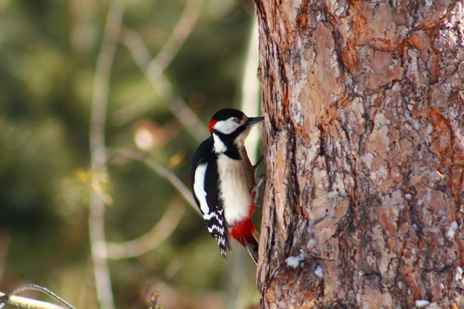 Птенец дятла