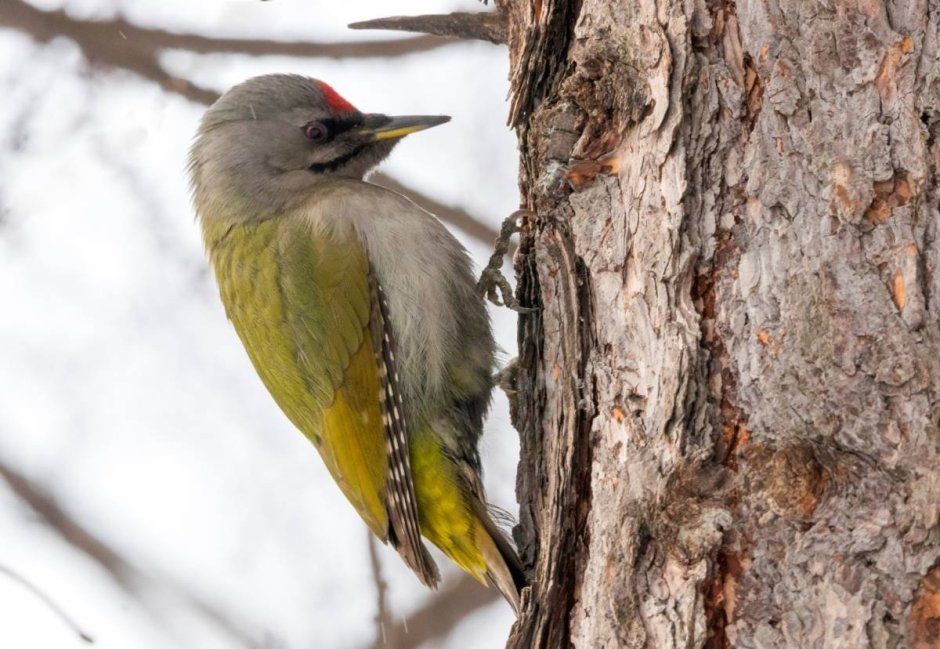 Седой дятел Сибири птицы