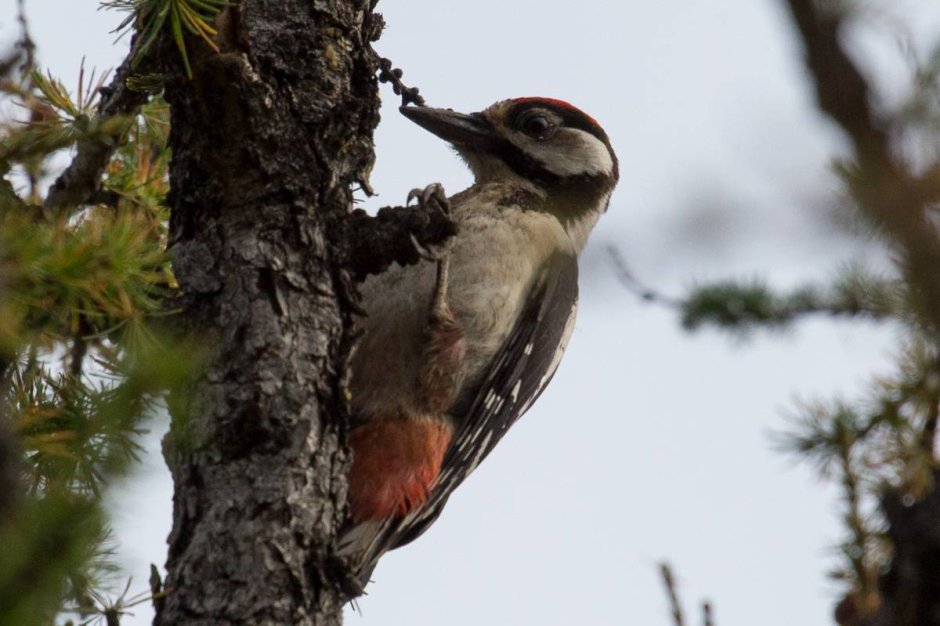 Дятел Красноярского края