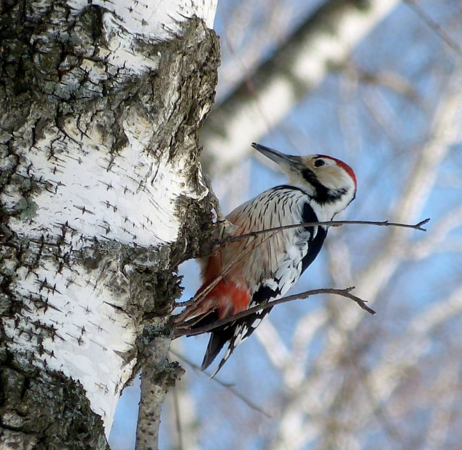 Дятел Сибирский