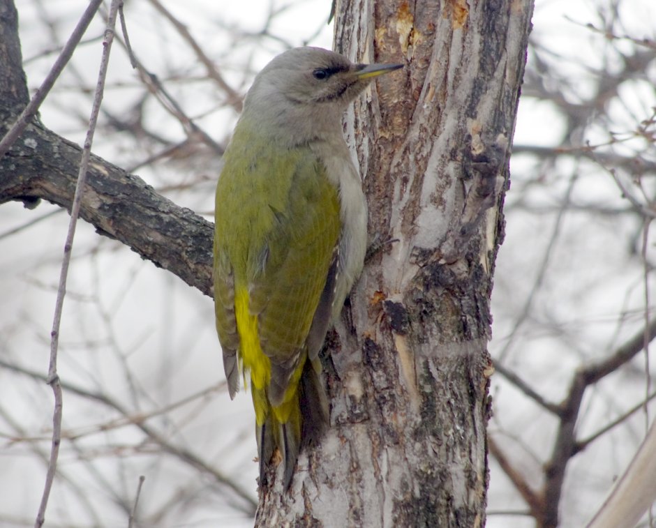 Дятлы Южного Урала