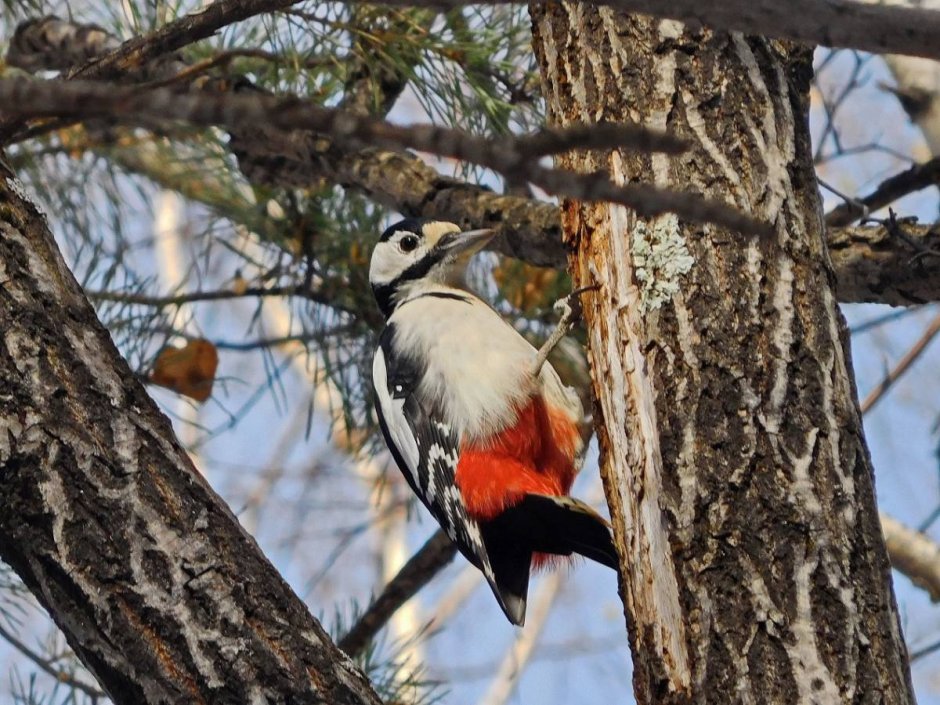 Средний пёстрый дятел Dendrocopos Major