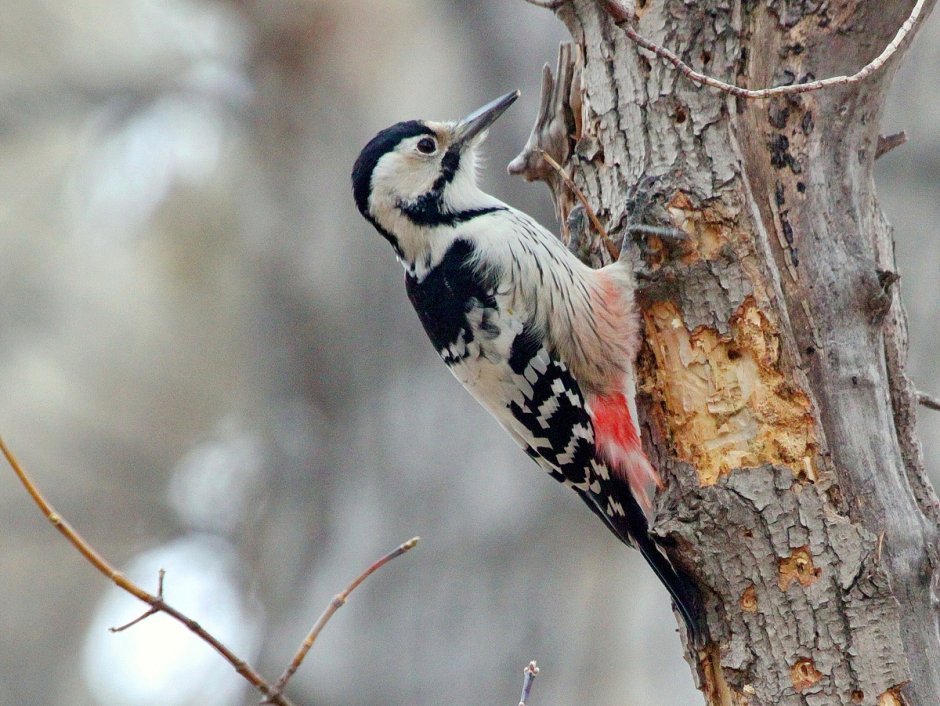Большой пёстрый дятел зимой