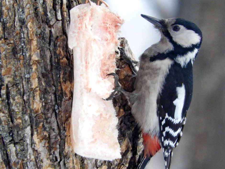 Дятел с перфоратором