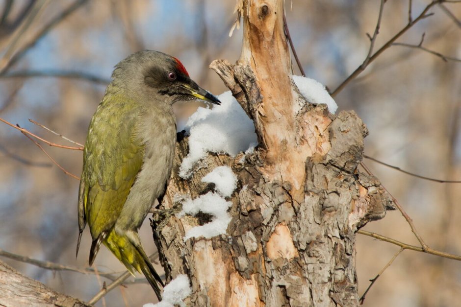 Большой пестрый дятел Иркутск