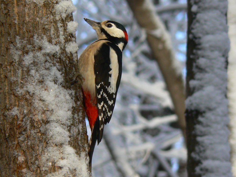 Птицы средней полосы