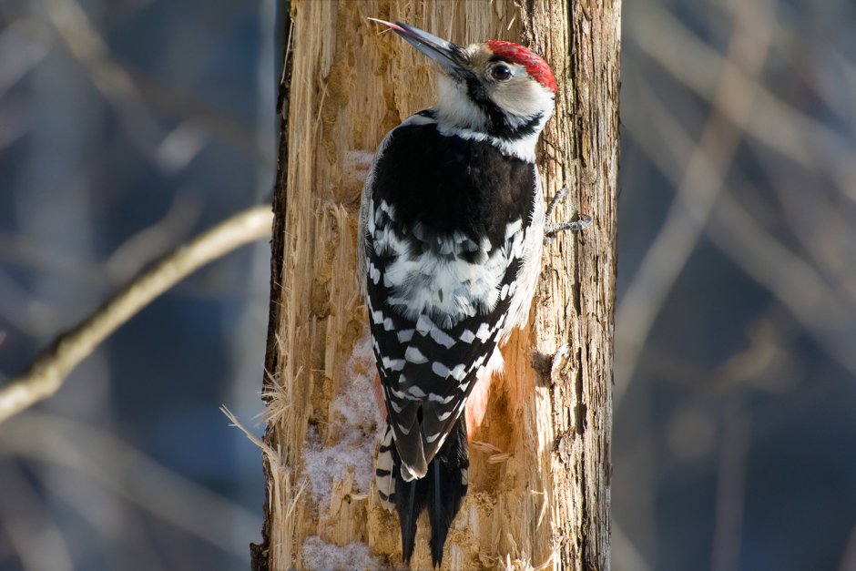 Белоспинный дятел красная книга