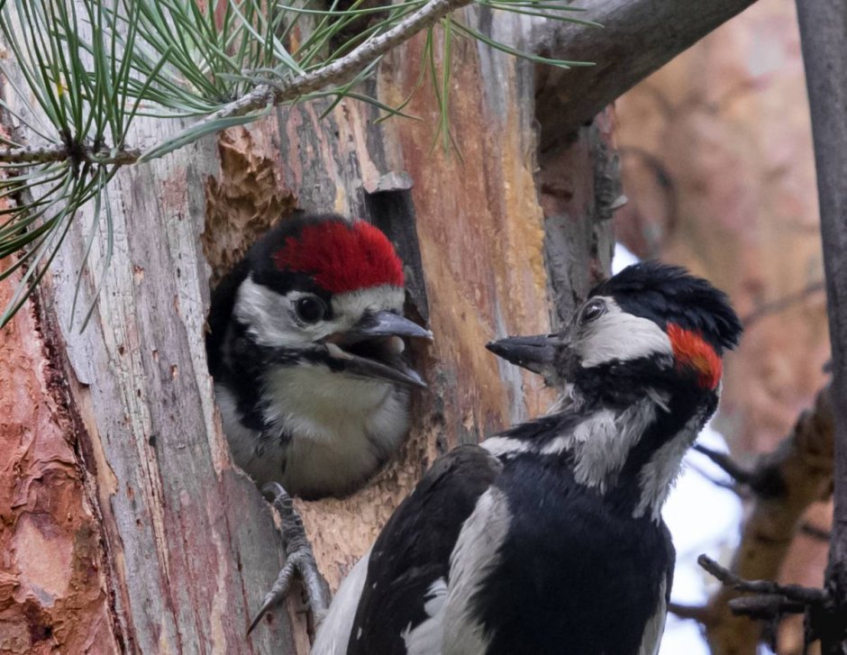 Краснохвостый дятел