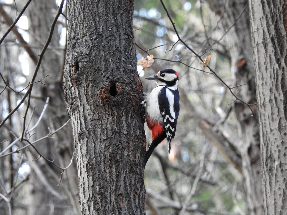 Дятлы Омска