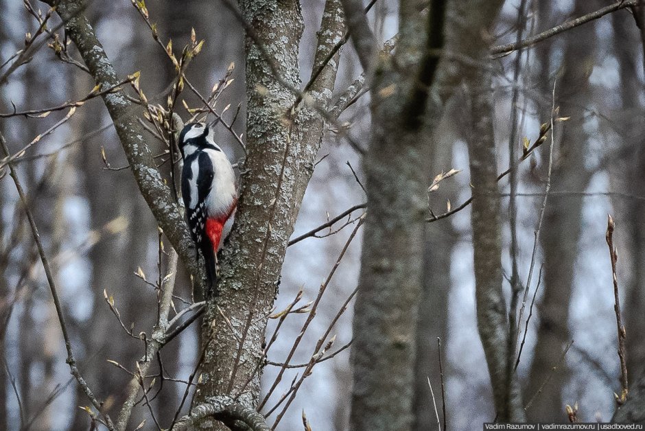 Дятлы Алтайского края