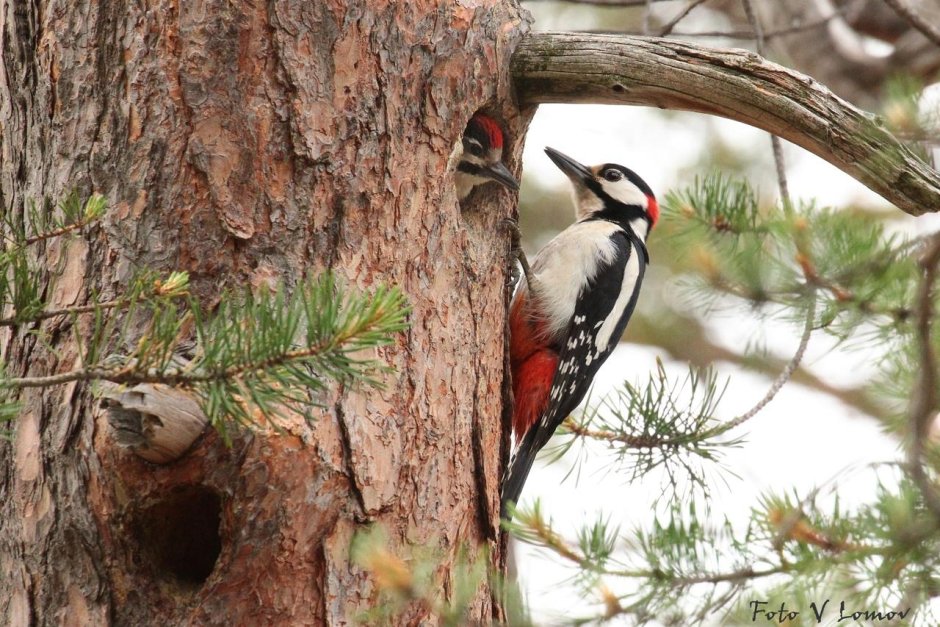 Woodpecker уз