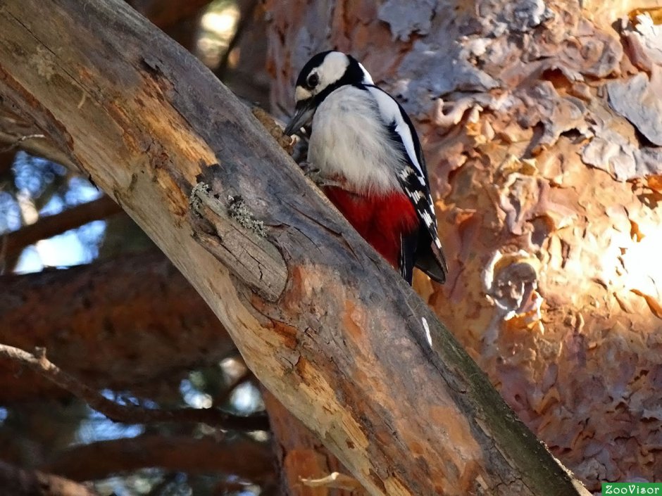 Пестрая коричневая птица