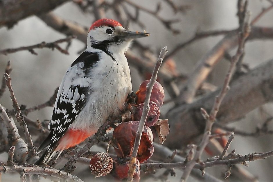 Большой пестрый дятел самец и самка