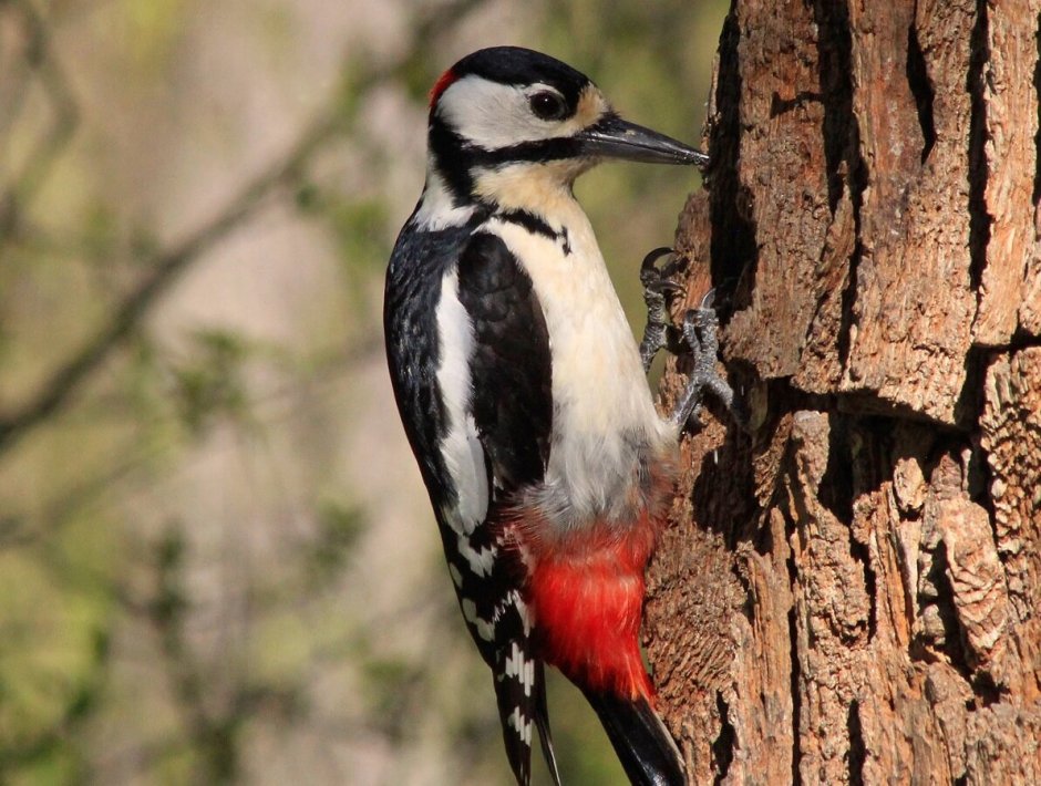 Птицы Забайкальского края дятел