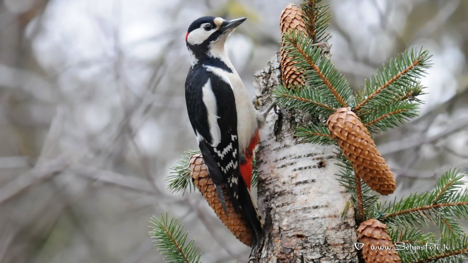 Дятел орнитология