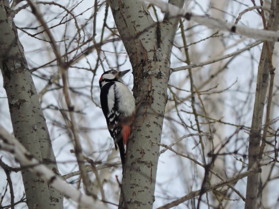 Гнезда белоспинного дятла