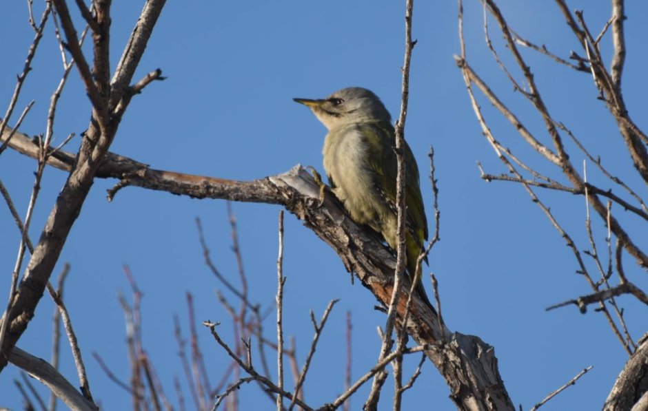 Дятел зимующая птица