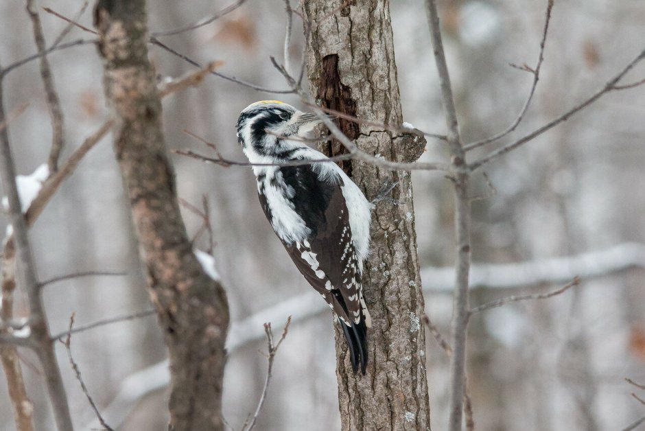 Дятел хохлатая Желна