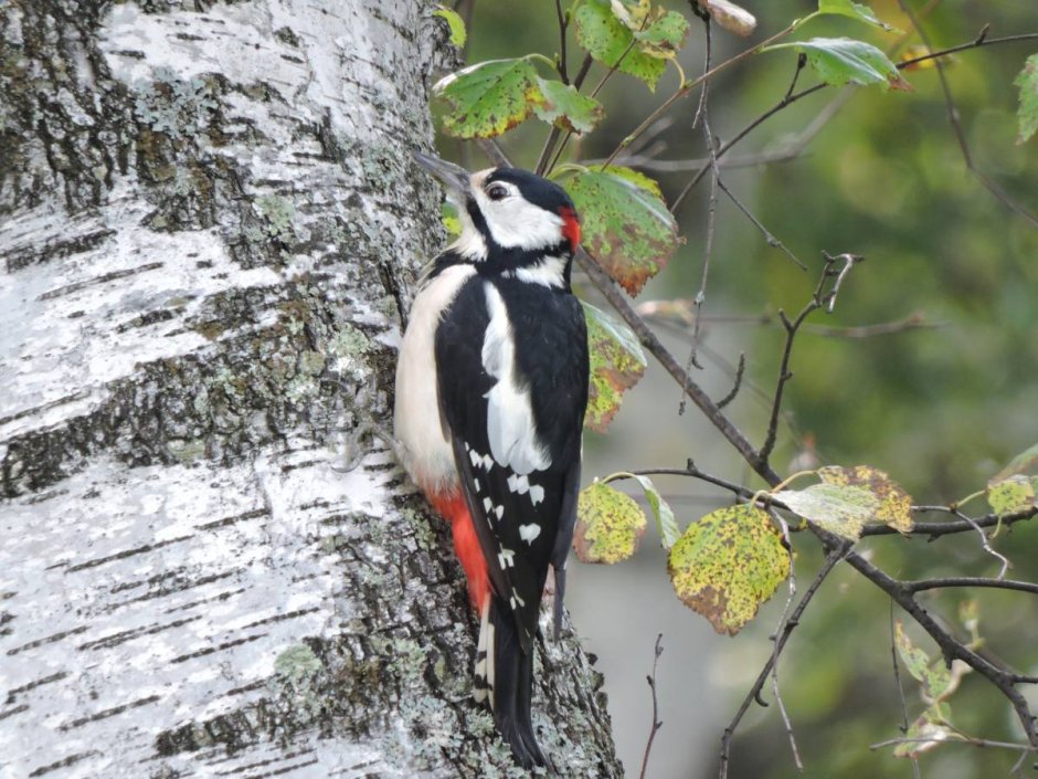 Дятел в лесу