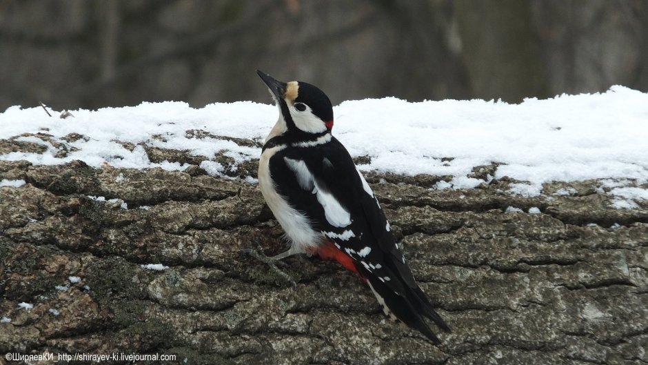 Лунь Луговой зеленый дятел