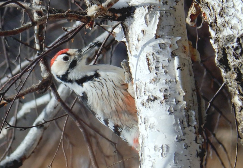 Большой пёстрый дятел