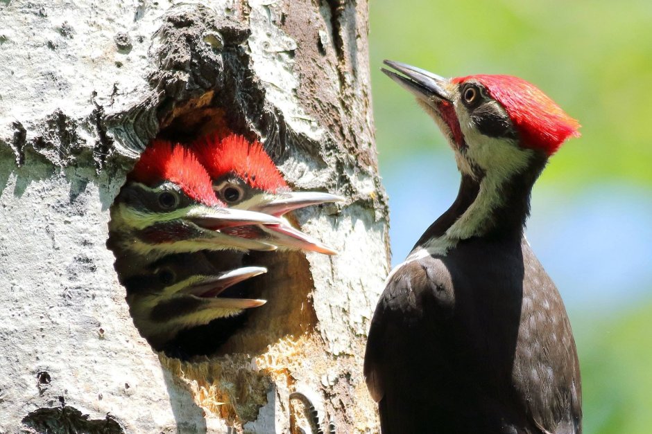Разновидности птиц Дятлов