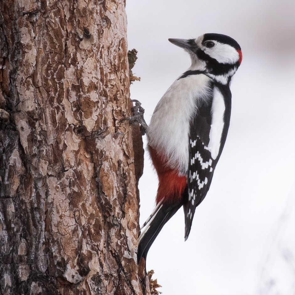 Птица с зеленой спинкой