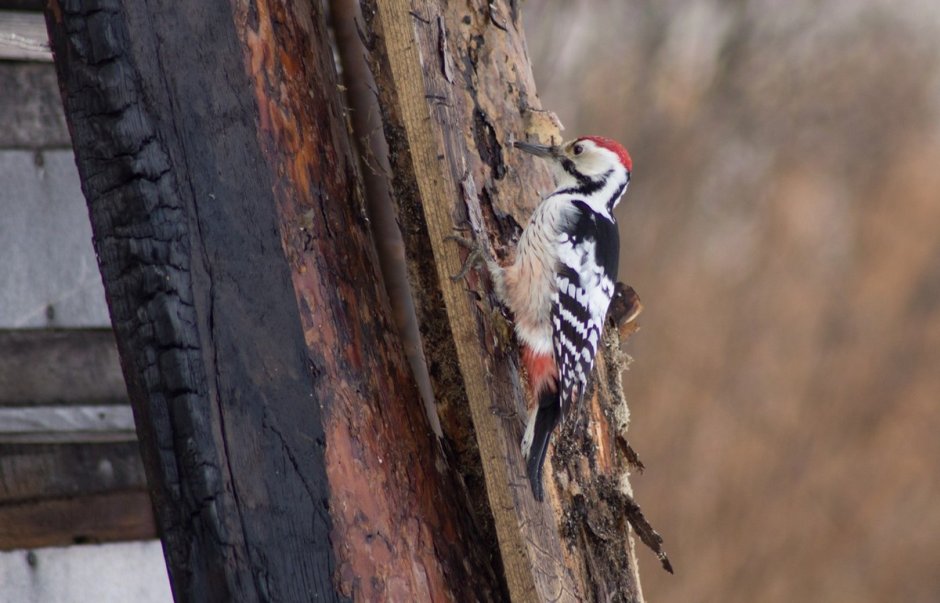 Большой пёстрый дятел Dendrocopos Major
