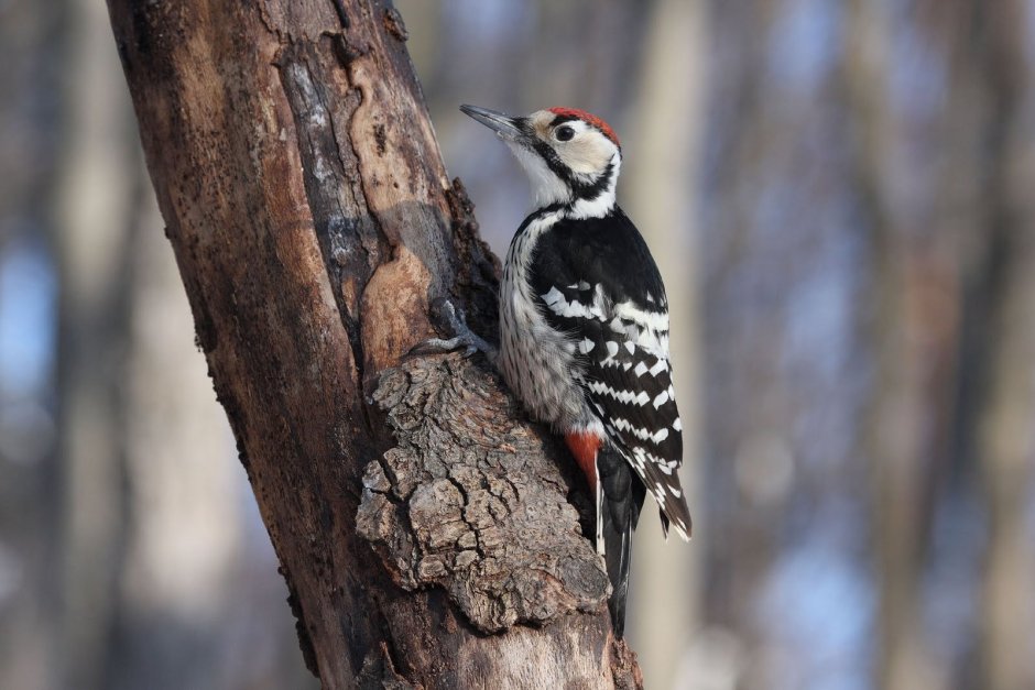 Дятел зимой в лесу