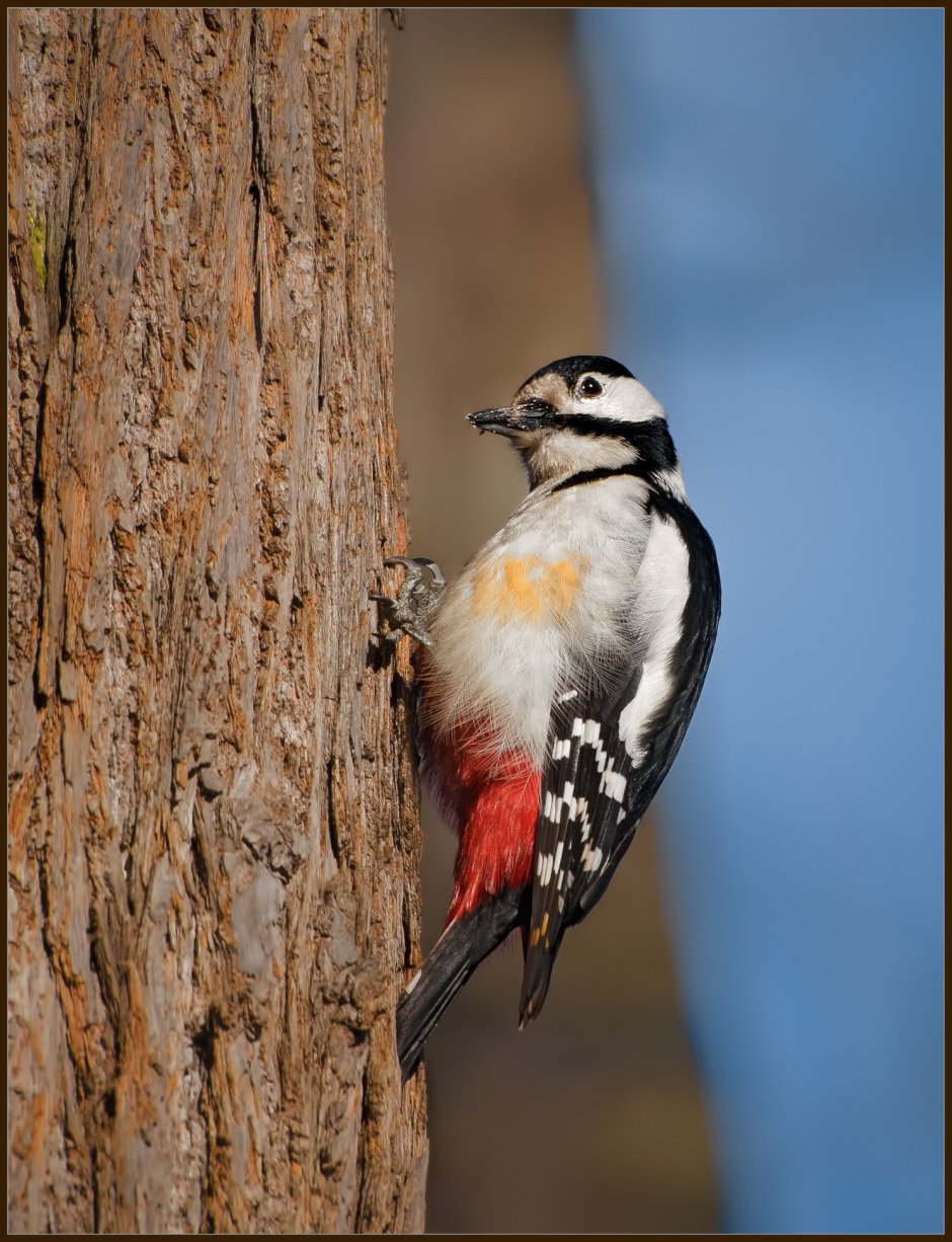 Дятел санитар