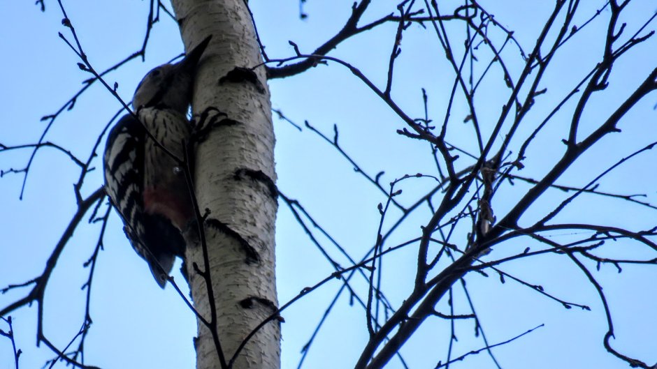 Большой пестрый дятел гнездо