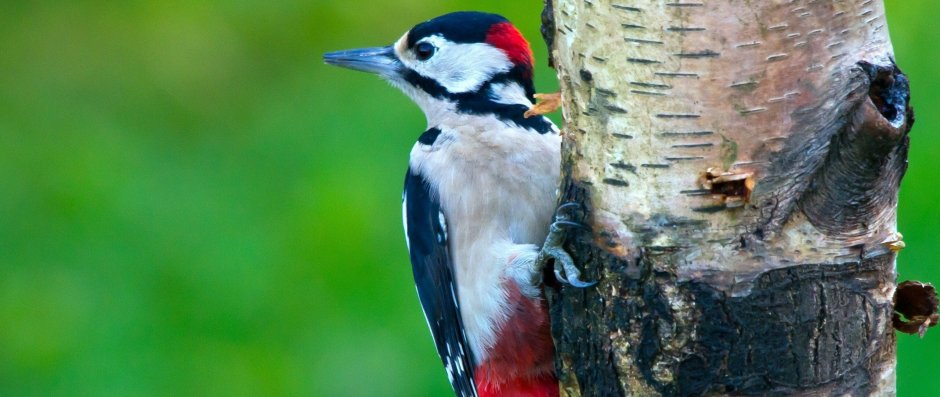 Дятел зимующая птица